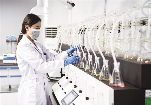 這個采摘季,寧夏枸杞持 通行證 出海